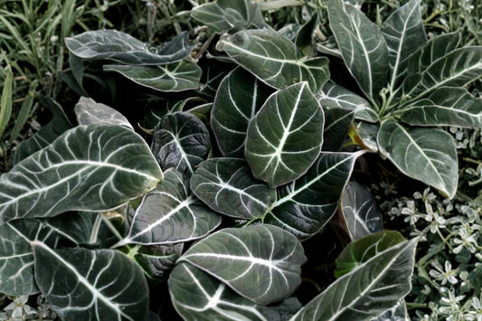 Black Velvet Alocasia Live Plant, 4–6 Inch Tall, No Pot, Alocasia reginula, Dark Velvet Tropical Aroid Houseplant