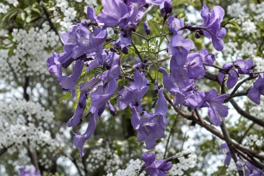3 Jacaranda mimosifolia Tree Cuttings, 6 Inch Unrooted Cuttings, Purple Flowering Jacaranda Tree Propagation
