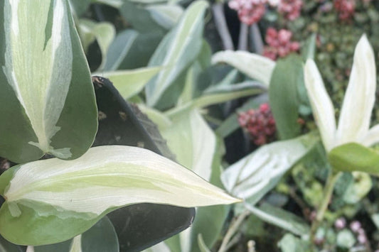 Philodendron Silver Stripe Live Plant, Rooted 2 Inch Pot, Variegated Trailing Philodendron, Tropical Aroid Houseplant