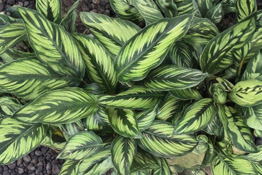 Calathea Beauty Star Live Plant, 4 Inch Pot, Prayer Plant, Striped Tropical Foliage Indoor Houseplant