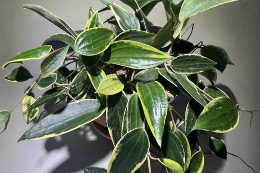 Hoya latifolia Albomarginata Live Plant, 3 Inch Pot, Variegated Hoya, Collector Tropical Houseplant