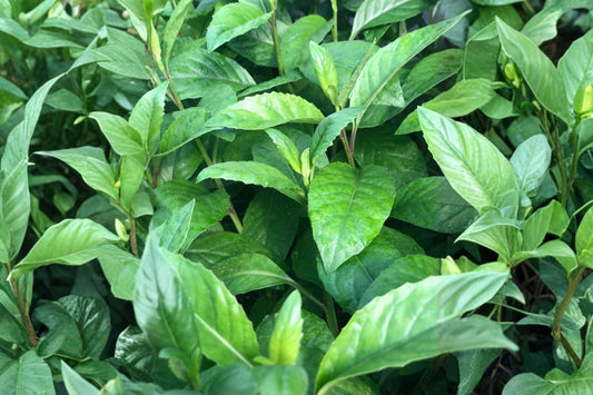 Longevity Spinach Live Plant, Gynura procumbens Starter, Tropical Leafy Green, Edible Garden Food Forest Plant