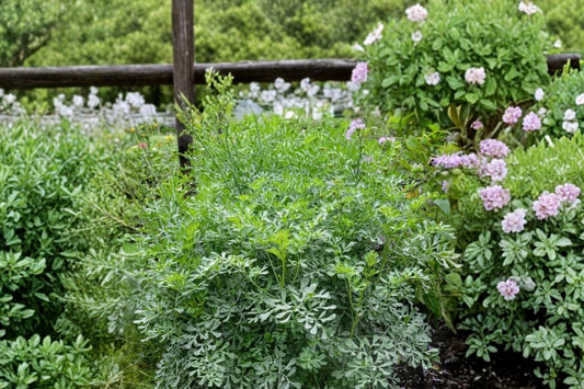 Live Rue Ruda Plant, 2 Plants in 1 Pot, Ruta graveolens, Aromatic Herb of Grace, Perennial Garden Plant