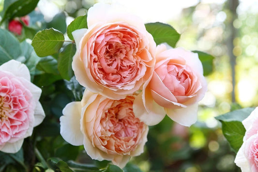 Masora Rose 真宙 Live Plant, Japanese Shrub Rose, Soft Apricot Pink Fragrant Garden Rose, Collector Rose Bush