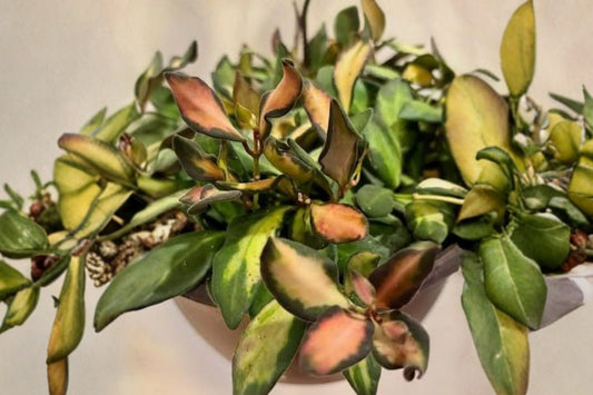 Hoya burtoniae ‘Sea Stones’ Live Rooted Starter Plant, Trailing Wax Plant, Collector Tropical Hoya Houseplant