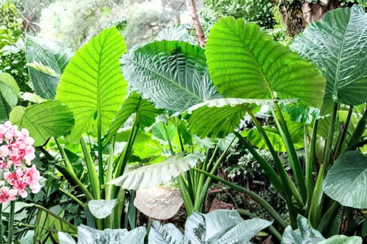 Giant Taro Alocasia macrorrhizos Live Plant, 4 Inch Pot, Well Rooted Giant Elephant Ear, Tropical Aroid Plant