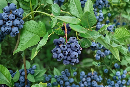 Darrow Blueberry Live Plant, Vaccinium corymbosum, Northern Highbush Blueberry Bush, Edible Fruit Garden PlantDarrow Blueberry Live Plant, Vaccinium corymbosum, Northern Highbush Blueberry Bush, Edible Fruit Garden Plant