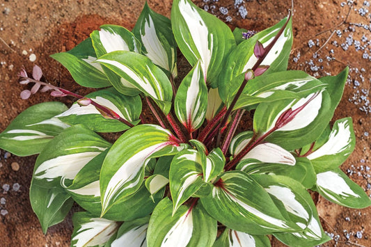 Hosta ‘Raspberry Sundae’ Live Plant, Variegated Hosta Starter, Perennial Shade Garden Plant, Colorful Foliage