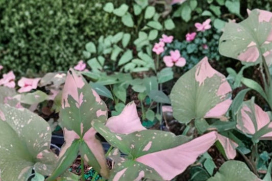 Syngonium Pink Splash Live Plant, 10 Inch Tall Arrowhead Plant, Pink Variegated Tropical Aroid Houseplant
