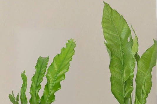 3 Pack Live Fern Plants, Assorted Fern Bundle, Indoor Tropical Houseplant Starter Plants, Green Foliage Plant Set