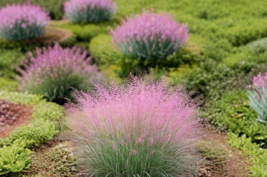 Pink Muhly Grass Live Plant, Muhlenbergia capillaris, Pink Ornamental Grass Starter, Native Perennial Landscape Plant