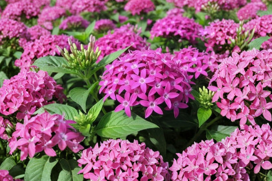 2 Jessica Pentas Live Plants, 4–6 Inch Tall, No Pot, Pentas lanceolata, Flowering Pollinator Garden Plants