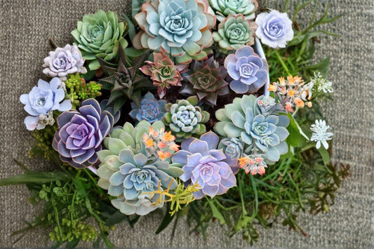 Rare Succulent Live Plant, Bare Root Succulent, Collector Succulent Plant, Unusual Indoor Desert Plant