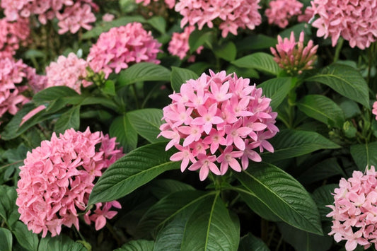 2 Pink Profusion Pentas Live Plants, 4–6 Inch Tall, No Pot, Pentas lanceolata, Pink Pollinator Flower Plants