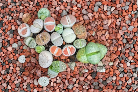 Lithops Living Stones Live Succulent, 1.5 Inch Pot, Living Stone Plant, Mini Collector Succulent, Unusual Desert Plant