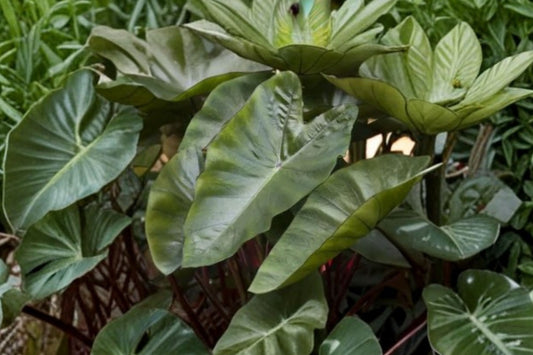 Hawaiian Punch Colocasia Live Plant, 6–15 Inch Tall, No Pot, Elephant Ear Tropical Aroid, Colorful Foliage Plant
