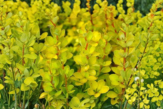 Golden Aurea Barberry Live Plant, 2.5 Quart Pot, Berberis thunbergii Aurea, Golden Yellow Foliage Landscape Shrub
