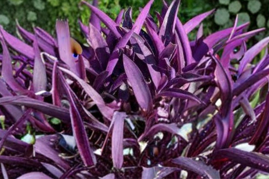 2 Purple Heart Live Plants, 4–6 Inch Tall, No Pot, Tradescantia pallida, Purple Queen Trailing Foliage Plant