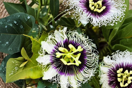 Possum Purple Passion Fruit Live Plant, Passiflora edulis, Purple Passionfruit Vine, Tropical Edible Fruit Garden Plant
