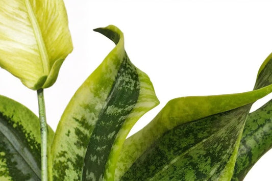 Sansevieria Snake Twist Live Plant, 4 Inch Pot, Twisted Snake Plant, Dracaena Tropical Indoor Houseplant