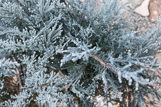 Angelica Blue Spreading Juniper Live Plant, 1 Pint Pot, Blue Evergreen Groundcover Shrub, Landscape Conifer
