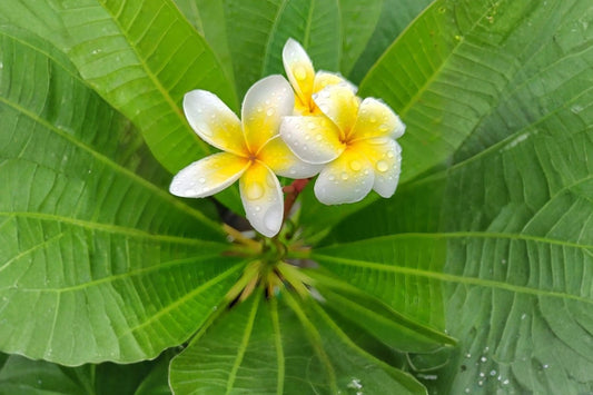 Yellow Plumeria Live Plant, 6 Inch Starter, Plumeria rubra, Fragrant Tropical Frangipani Flower Plant