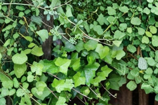 Green Ivy Live Plant, 3 Inch Pot, Trailing Ivy Houseplant, Climbing Green Foliage Plant, Indoor Outdoor Vine