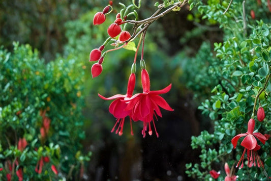 Marinka Fuchsia Live Plant, 3–5 Inch Tall Starter in 5 Inch Pot, Trailing Fuchsia, Red Flower Hanging Basket Plant
