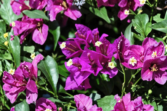 Purple Bougainvillea Live Plant, 4 Inch Pot, Tropical Flowering Vine, Climbing Patio Container Plant