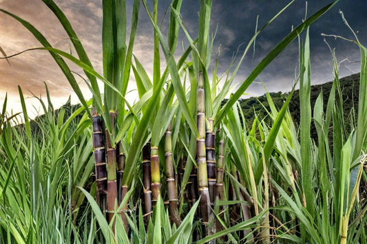 4 Sugarcane Cuttings for Planting, Live Sugar Cane Stem Cuttings, Saccharum officinarum, Tropical Garden Starter