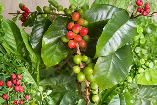 4 Pack Arabica Coffee Live Plants, Coffea arabica Starter Plants, Tropical Coffee Tree Houseplants, Coffee Plant Bundle