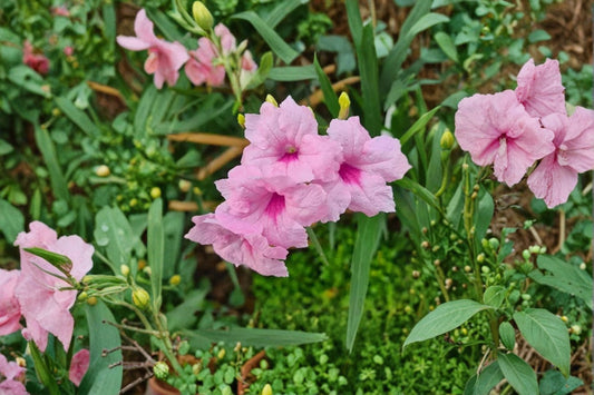3 Katie’s Dwarf Pink Ruellia Live Plants, 3–6 Inch Tall, Rooted No Pot, Pink Mexican Petunia Groundcover Plants