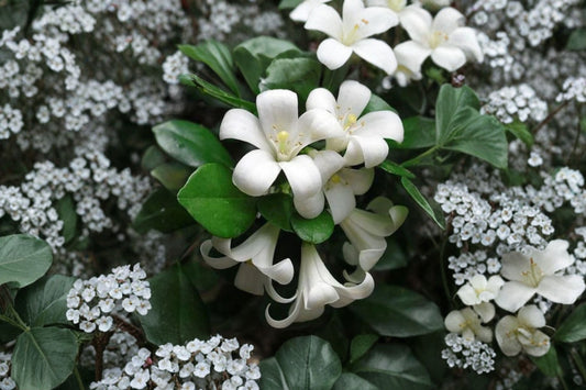 Orange Jasmine Live Plant, 2–3 Ft Tall in 1 Gallon Pot, Murraya paniculata, Fragrant Evergreen Flowering Shrub