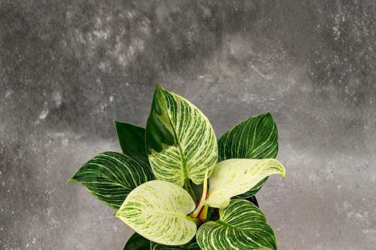 Philodendron White Measure Live Plant, 4 Inch Pot, Birkin Philodendron, White Striped Tropical Aroid Houseplant