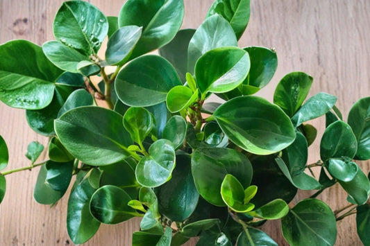 Peperomia maculosa Live Plant, 4 Inch Pot, Spotted-Stem Peperomia, Tropical Collector Foliage Houseplant