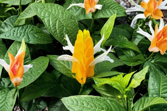 2 Yellow Shrimp Live Plants, 4–6 Inch Tall, No Pot, Pachystachys lutea, Tropical Yellow Flowering Shrub