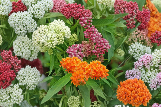 Milkweed Mix Live Plants, 2–5 Inch Tall, Asclepias Starter Plants, Monarch Butterfly Host Plants, Pollinator Garden