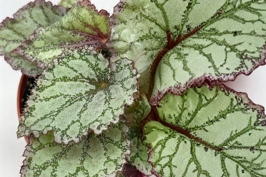 Peace Begonia Live Plant, 4 Inch Pot, Tropical Begonia Houseplant, Colorful Collector Foliage Plant