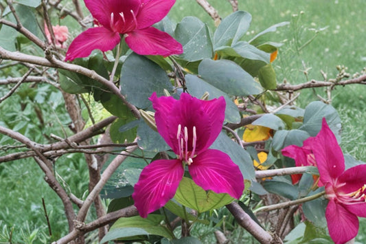 Orchid Tree Live Plant, 4 Inch Cell Starter, Bauhinia Flowering Tree, Tropical Ornamental Garden Plant