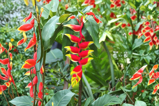 Heliconia rostrata Live Rhizome, Hanging Lobster Claw Plant, Exotic Tropical Flowering Garden Plant