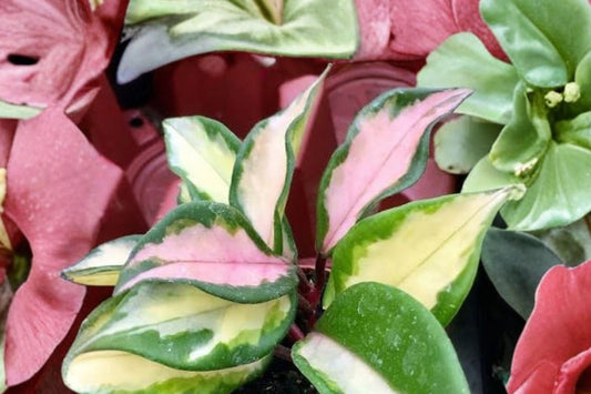 Hoya Tricolor Live Plant, 4 Inch Pot, Variegated Hoya carnosa, Pink Cream Green Wax Plant, Trailing Houseplant