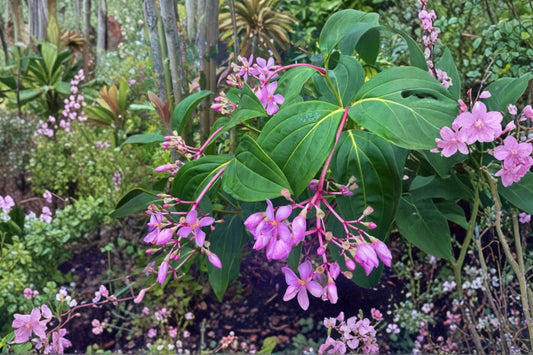 Medinilla apoensis Philippine Pink Live Plant, Tropical Pink Flowering Houseplant, Rare Collector Foliage Plant