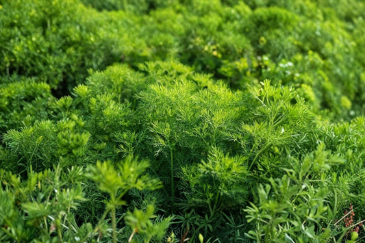 Dill Live Plant, Anethum graveolens, Approx 5 Inch Tall Starter, Aromatic Culinary Herb Garden Plant