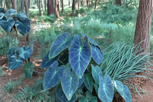 Illustris Colocasia Live Plant, 3 Inch Starter, Ships Without Pot, Colocasia esculenta Illustris, Black Green Elephant Ear