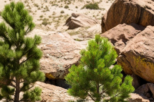 Ponderosa Pine Live Tree, 3 Inch Pot, Pinus ponderosa Evergreen Conifer Seedling, Native Pine Tree Starter Plant