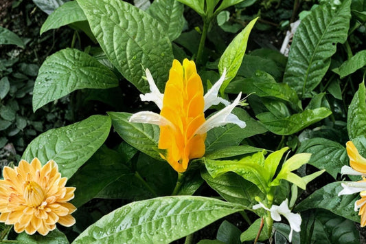 Yellow Shrimp Plant Live Plant, Pachystachys lutea, 4 Inch Starter, Ships Without Pot, Tropical Yellow Flowering Shrub