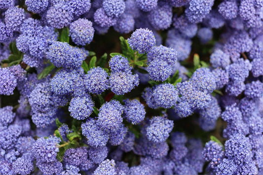 15+ California Lilac Cuttings, Ceanothus Live Plant Cuttings for Propagation, Evergreen Flowering Shrub Cuttings