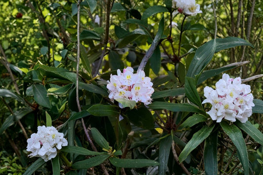 Rosebay Rhododendron Live Plant, Rhododendron maximum, 6–12 Inch Tall Great Laurel, Native Evergreen Flowering Shrub