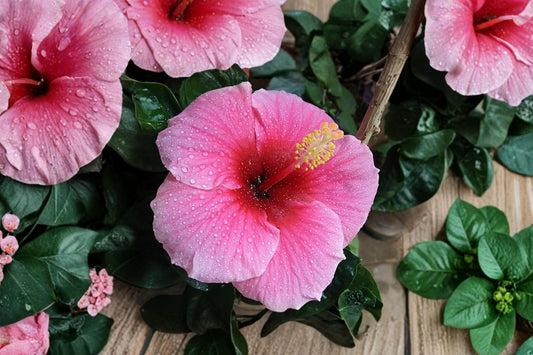 Tropical Hibiscus Live Plant, 8–10 Inch Tall, Hibiscus rosa-sinensis, Pink or Orange Flowering Patio Plant