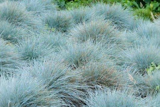 Elijah Blue Fescue Live Plant, Festuca glauca, Blue Ornamental Grass Starter, Drought Tolerant Landscape Perennial